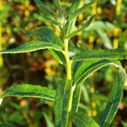 Willow, almond-leaved